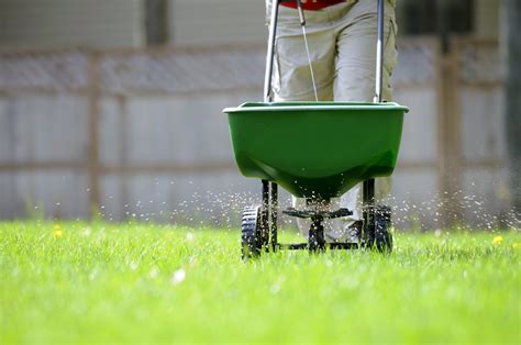Green lawn fertilizing - To effectively make an ammonia fertilizer, you don’t need much more than ammonia and water. Use one cup of ammonia per one gallon of water. However, to make an even more potent fertilizer, try adding 1 can of beer, one-half cup of dish detergent, and one-half cup liquid lawn food. Use about two ounces of your DIY fertilizer for every 1,000 ...